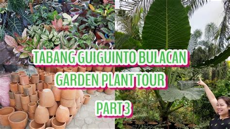 TABANG GARDEN PLANT TOUR with Plant Names & Price .